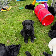 Kane joined the competition — help win amazing prizes! animal, black_puppy, blue_tunnel, canine, cute, fence, fluffy, grass, green_bone_toy, litter, outdoor, pet, play_area, playpen, puppy, red_tunnel, resting_puppy, small_dog, toys, young_dog