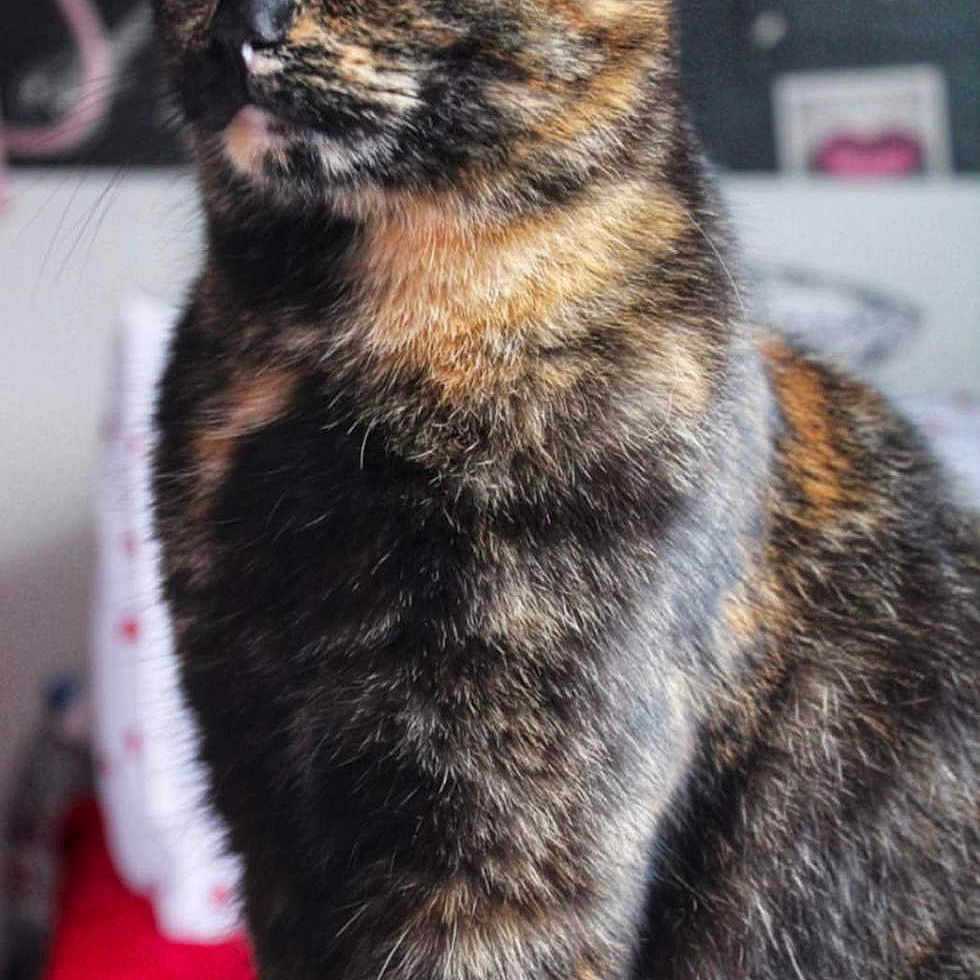 Zorette