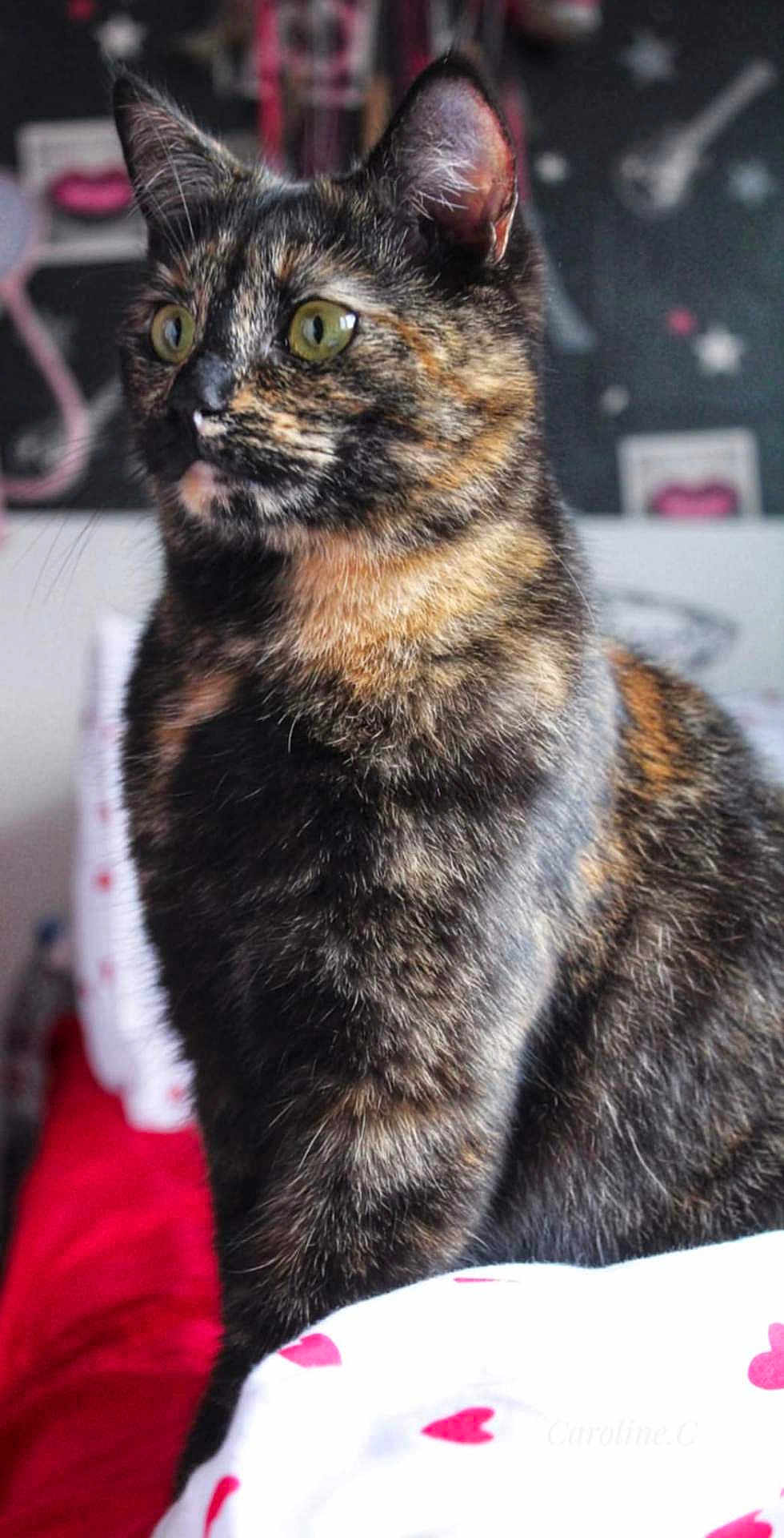 Zorette