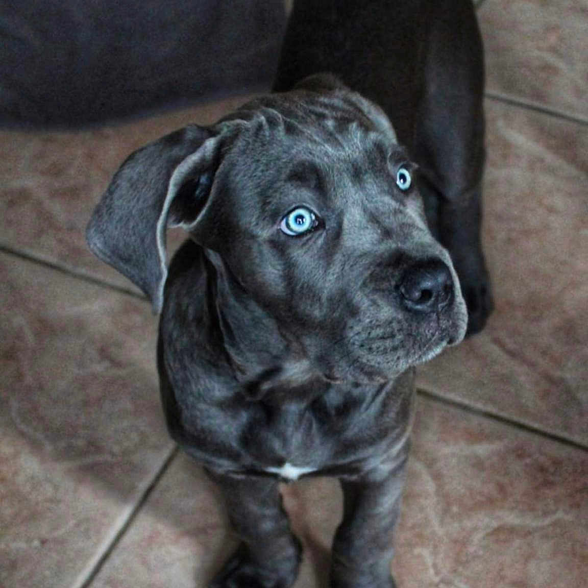 Vitto a rejoint le concours — aidez-le/la à gagner de superbes lots ! animal, boxer, bulldog, canine, cockerspaniel, dog, frenchbulldog, greatdane, hound, labradorretriever, pet, pitbull, pointer, puppy, snout