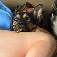 Rocky joined the competition — help win amazing prizes! dog, person, legs, face, fur, indoor, resting, closeup, black_and_tan, canine, pet, human, cuddle, comfort, relaxation, casual, skin, hair, ear, snout