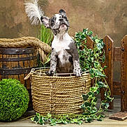 Optimus a rejoint le concours — aidez-le/la à gagner de superbes lots ! puppy, dog, basket, rope, wooden_barrel, green_bush, ivy_plant, wooden_fence, curious, indoor, rustic, decor, pet, animal, brown_background, floor, sitting, cute, playful, portrait