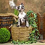puppy, dog, basket, rope, wooden_barrel, green_bush, ivy_plant, wooden_fence, curious, indoor, rustic, decor, pet, animal, brown_background, floor, sitting, cute, playful, portrait