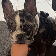 Optimus participe au concours pour gagner de l'argent avec cette photo : animal, black, bracelet, brown, closeup, cute, dog, domestic_animal, ear, floor, french_bulldog, hand, indoor, nibbling, person, pet, puppy, rug, tile, white