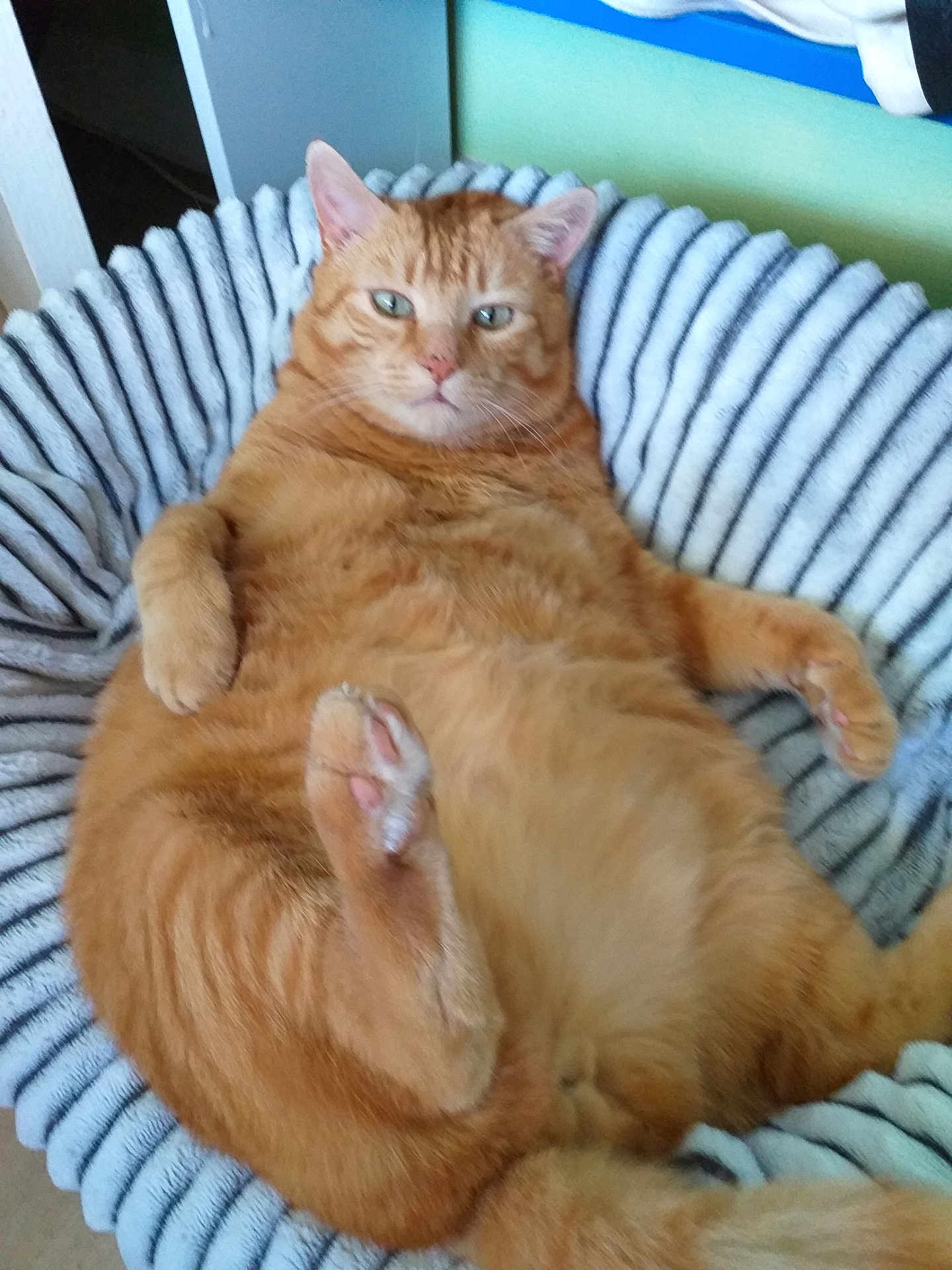 Titi