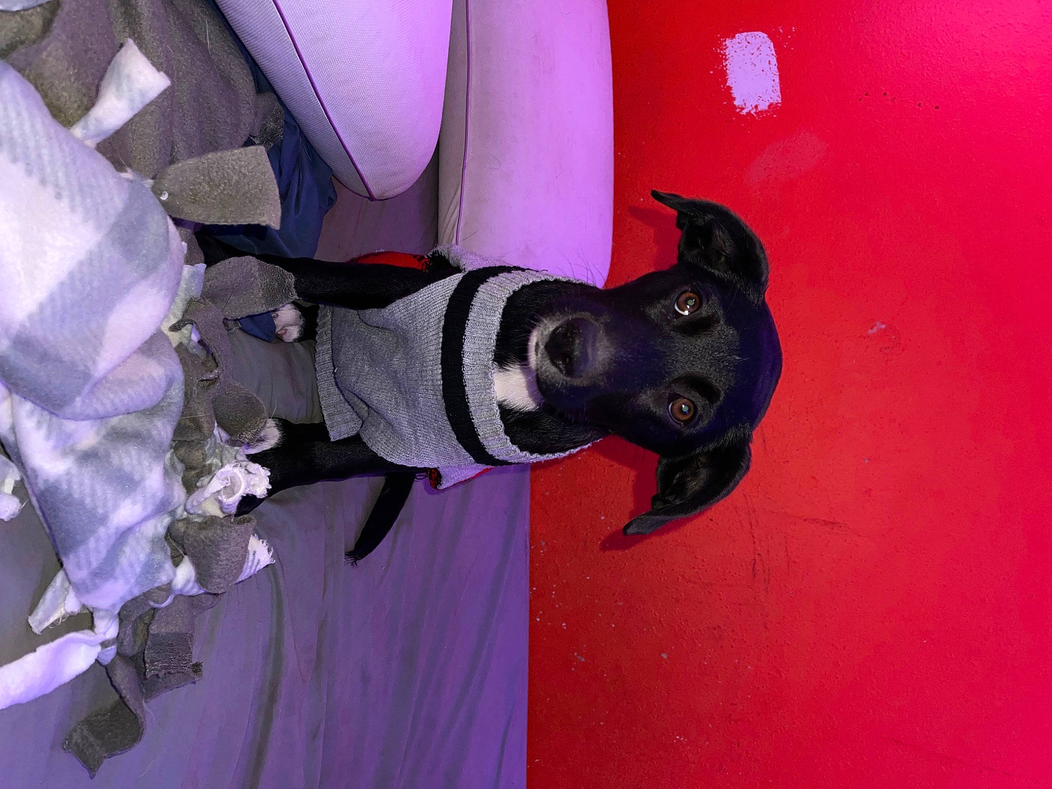 Marley joined the competition — help win amazing prizes! auto_part, canidae, carmine, carnivore, dog, dog_breed, dog_supply, electric_blue, fictional_character, guard_dog, magenta, personal_protective_equipment, pink, purple, sporting_group, vehicle_door, walking_shoe