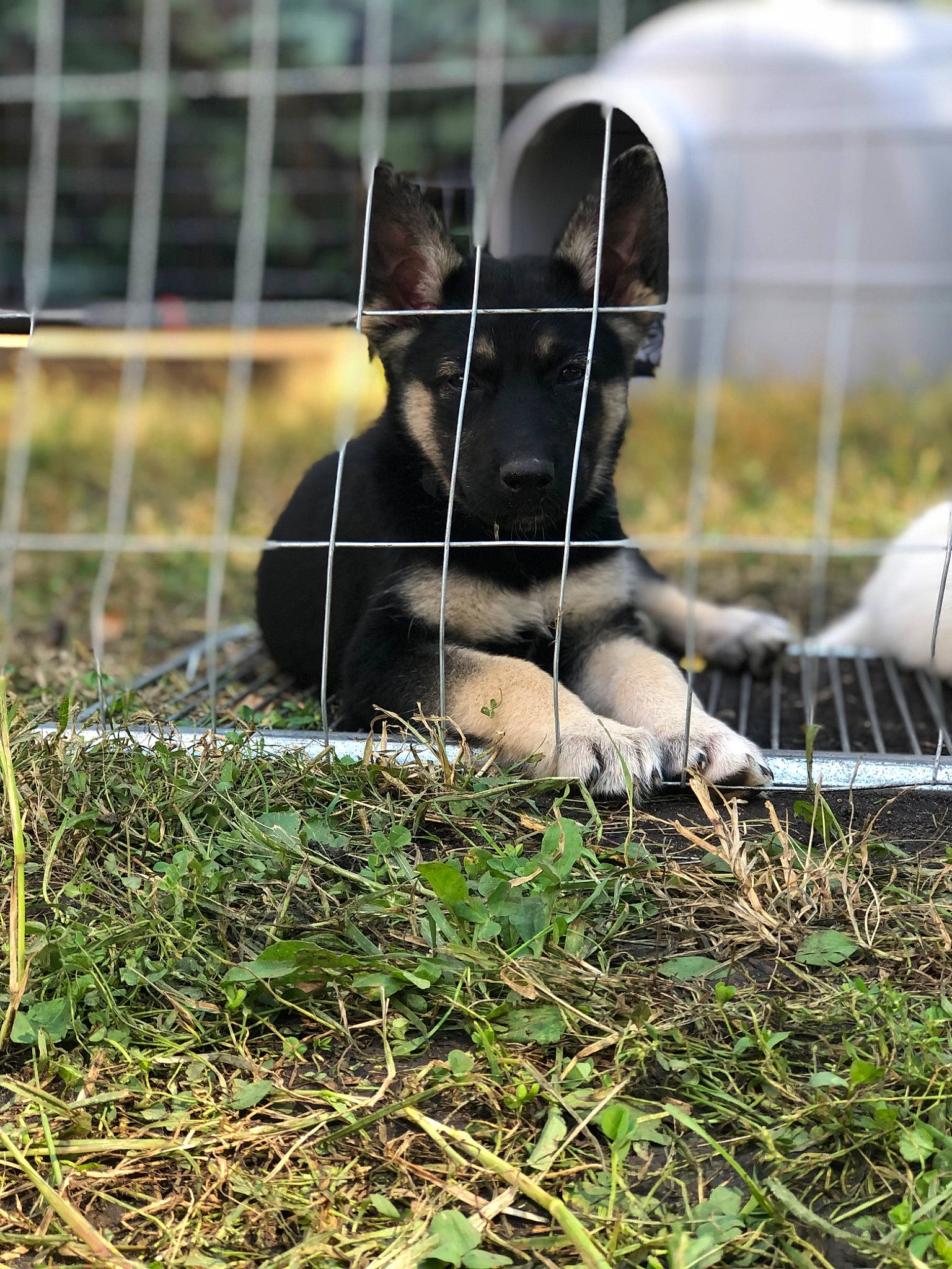 Mace joined the competition — help win amazing prizes! animal_shelter, canidae, carnivore, chain_link_fencing, companion_dog, dog, dog_breed, fawn, felidae, fence, fur, grass, mesh, net, plant, snout, sporting_group, tail, whiskers, wire_fencing