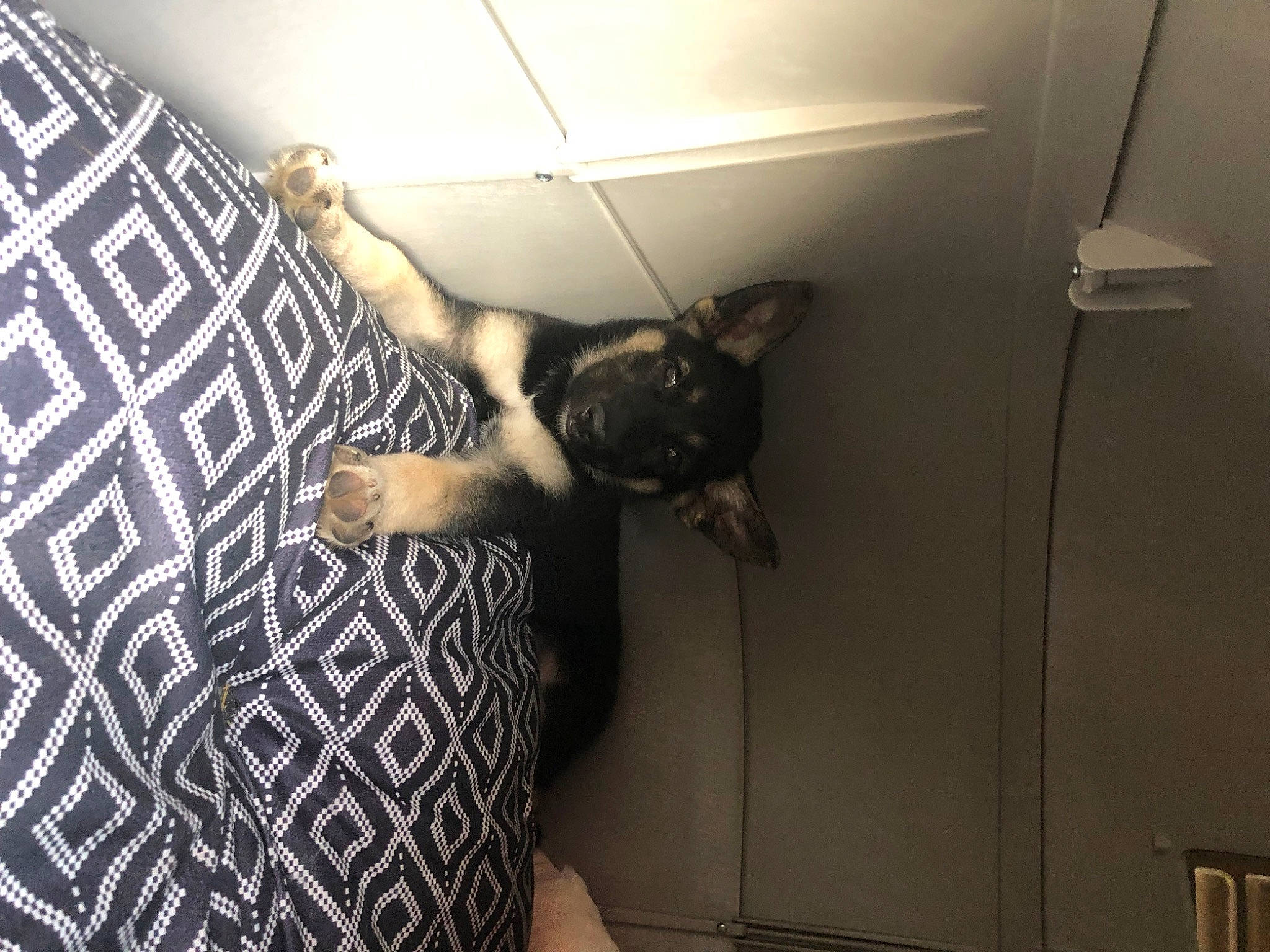 Mace is registered to the contest to win money with this photo: carnivore, ceiling, comfort, dog_breed, dress, felidae, floor, flooring, fur, hardwood, human_leg, pattern, room, shadow, small_to_medium_sized_cats, tail, thigh, tints_and_shades, whiskers, wood