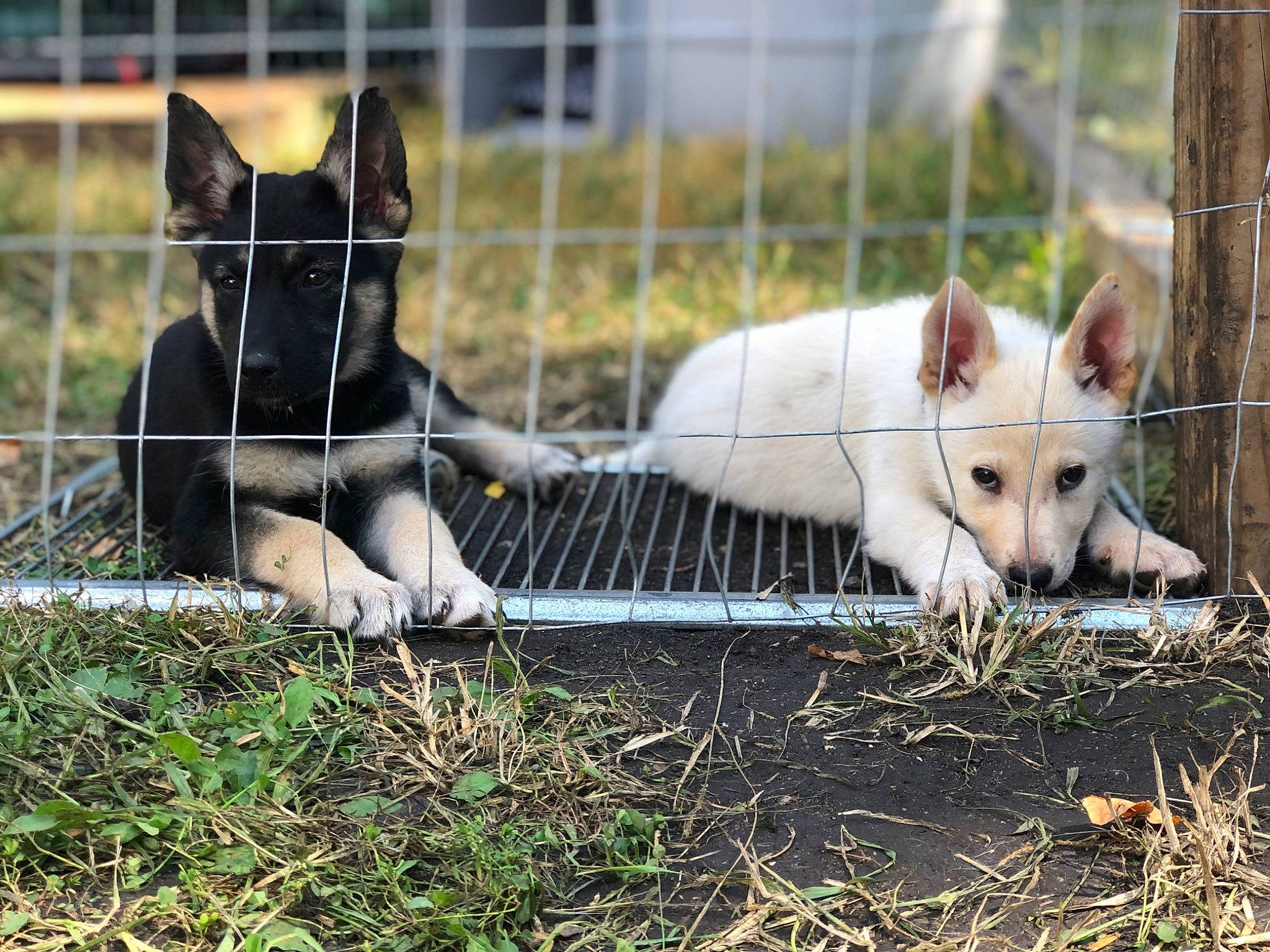 Mace is registered to the contest to win money with this photo: animal_shelter, cage, canidae, carnivore, companion_dog, dog, dog_breed, fawn, fence, fur, grass, livestock, mesh, pet_supply, plant, snout, terrestrial_animal, whiskers, wildlife, wire_fencing