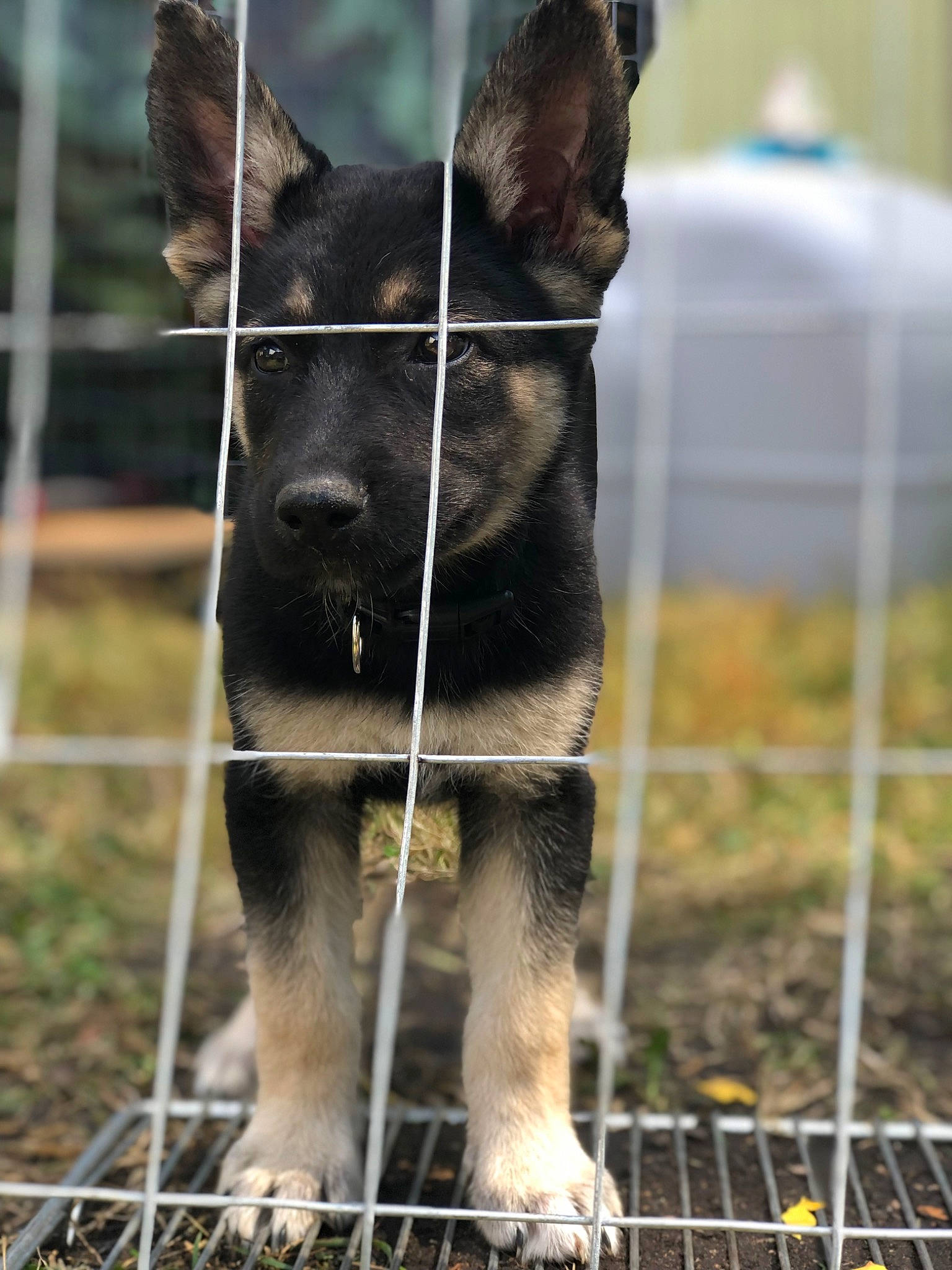 Mace joined the competition — help win amazing prizes! carnivore, collar, companion_dog, dog, dog_breed, dog_supply, fawn, fence, fur, grass, herding_dog, mesh, pet_supply, plant, snout, sporting_group, terrestrial_animal, whiskers, window, working_animal