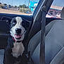 Blue joined the competition — help win amazing prizes! dog, black_and_white, blue_eyes, car_interior, passenger_seat, seatbelt, happy, smiling, sitting, pet, animal, daytime, window, parking_lot, building, outdoor, collar, canine, domestic_animal, vehicle