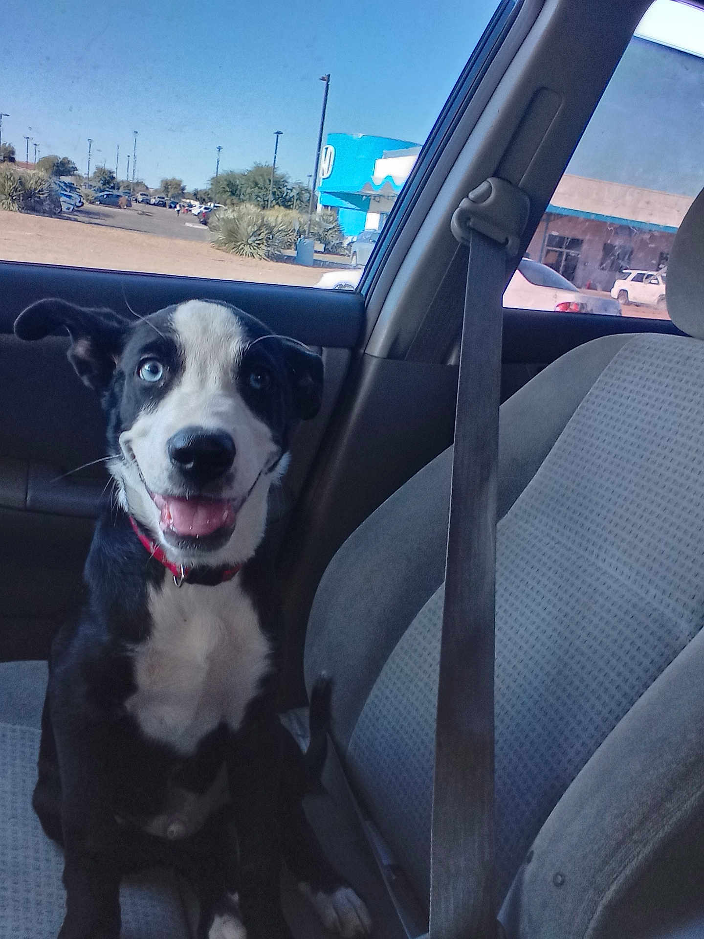 Blue joined the competition — help win amazing prizes! dog, black_and_white, blue_eyes, car_interior, passenger_seat, seatbelt, happy, smiling, sitting, pet, animal, daytime, window, parking_lot, building, outdoor, collar, canine, domestic_animal, vehicle