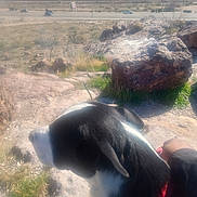 Blue joined the competition — help win amazing prizes! dog, black_and_white, leash, rock, hill, desert, road, car, hand, outdoor, nature, sunlight, grass, animal, pet, daytime, landscape, view, walking, human