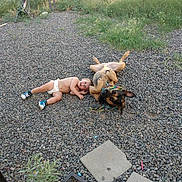 Koop is registered to the contest to win money with this photo: baby, dog, gravel, yard, fence, grass, playful, outdoor, sunlight, toy, diaper, sneakers, greenery, pet, child, rolling, happy, summer, nature, fun