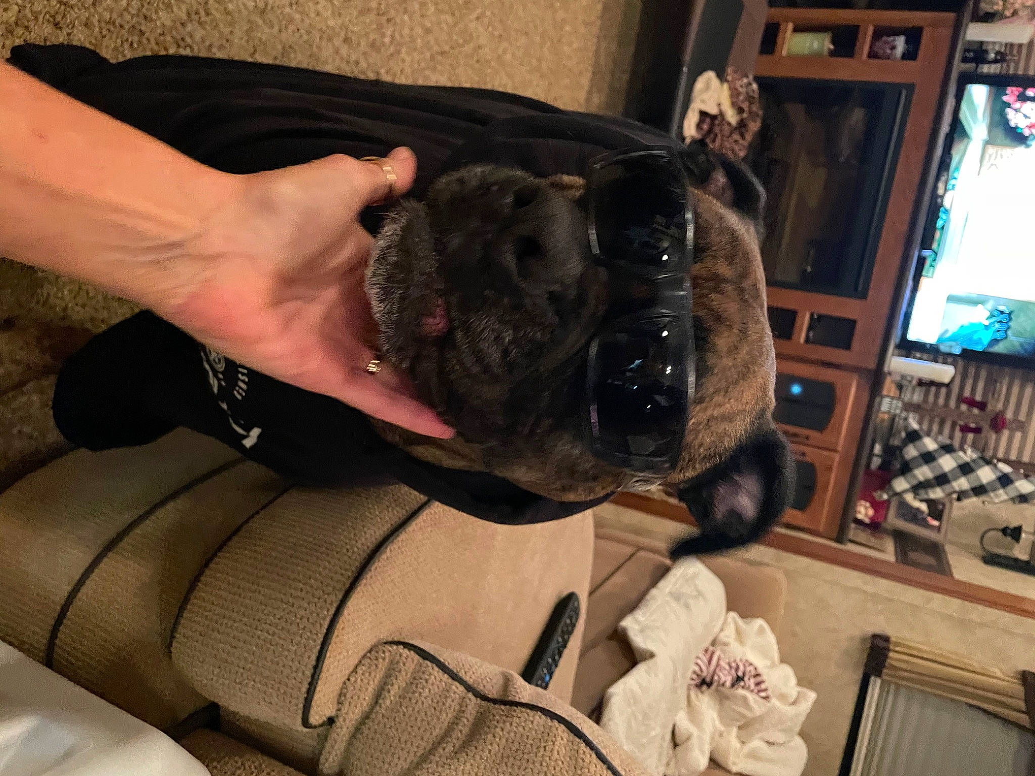 Grizzly is registered to the contest to win money with this photo: bulldog, canidae, carnivore, companion_dog, computer_monitor, dog, dog_breed, ear, eyewear, fawn, fur, guard_dog, personal_protective_equipment, snout, sporting_group, television, whiskers, window, working_animal, wrinkle