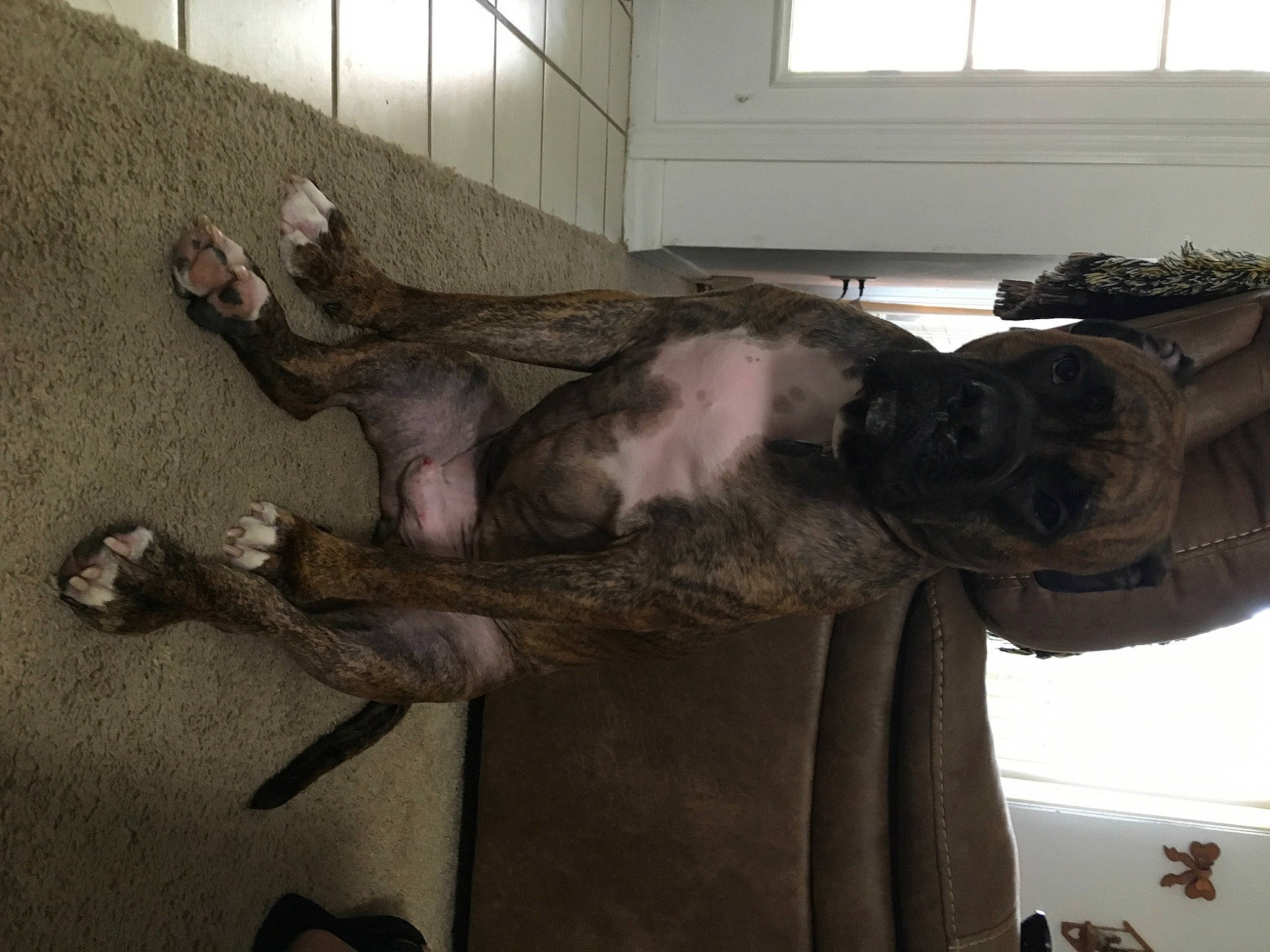 Grizzly is registered to the contest to win money with this photo: art, canidae, dinosaur, dog_breed, extinction, fawn, fish, fur, gesture, jaw, metal, mythical_creature, sculpture, snout, sporting_group, statue, tail, window, wing, wood