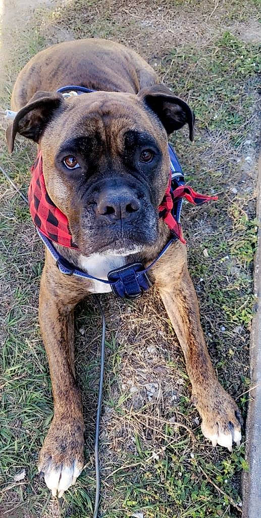 Grizzly is registered to the contest to win money with this photo: boxer, canidae, carnivore, collar, companion_dog, dog, dog_breed, dog_collar, dog_supply, fawn, grass, non_sporting_group, pet_supply, plant, snout, sporting_group, whiskers, working_animal, working_dog, wrinkle