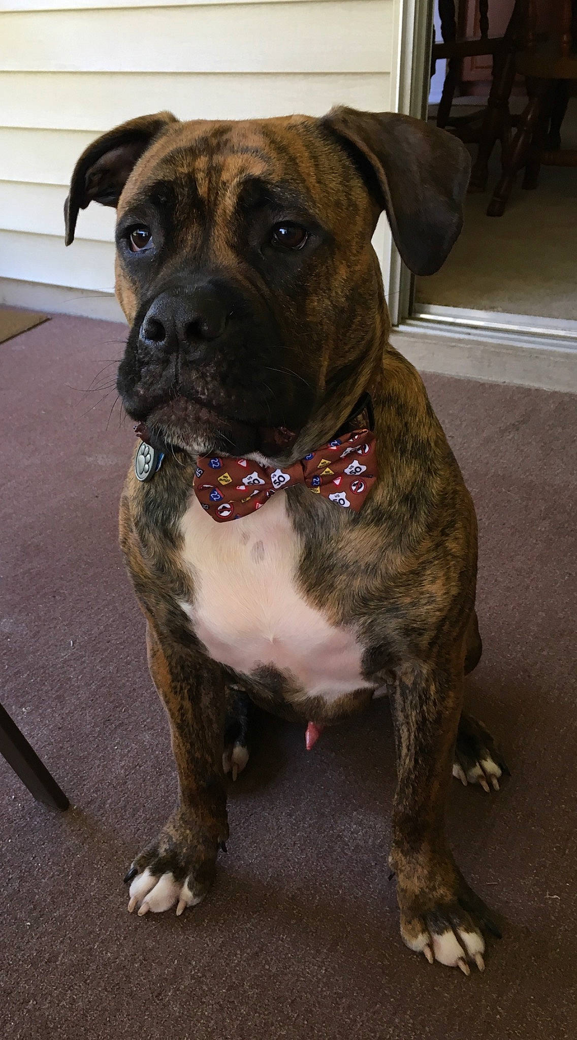 Grizzly joined the competition — help win amazing prizes! ancient_dog_breeds, canidae, carnivore, collar, companion_dog, dog, dog_breed, dog_collar, fawn, fur, guard_dog, liver, molosser, non_sporting_group, pet_supply, snout, sporting_group, whiskers, working_animal, working_dog