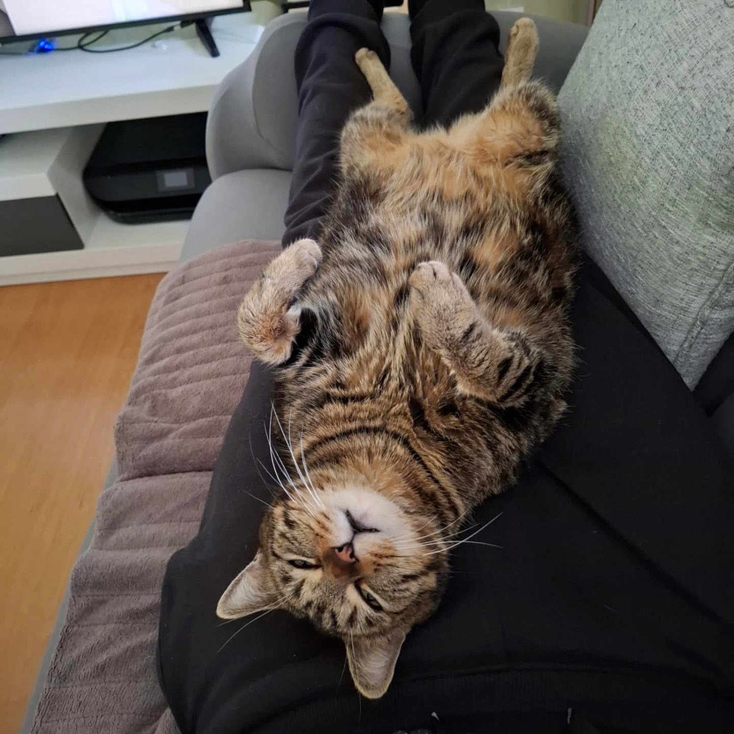Chanel a rejoint le concours — aidez-le/la à gagner de superbes lots ! animal, blanket, cat, chaise, computerhardware, couch, cushion, egyptiancat, electronics, furniture, hardware, homedecor, indoors, interiordesign, kitten, monitor, person, pet, screen, sleeping