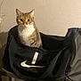cat, tabby_cat, duffel_bag, black_bag, table, indoor, pet, curious, sitting, animal, feline, whiskers, ears, eyes, fur, logo, nike, zipper, shadow, wall