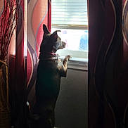 Symba joined the competition — help win amazing prizes! dog, window, curtains, indoor, pet, animal, light, shadow, standing, looking, collar, brown, white, ears, tail, home, furniture, decor, wall, daylight