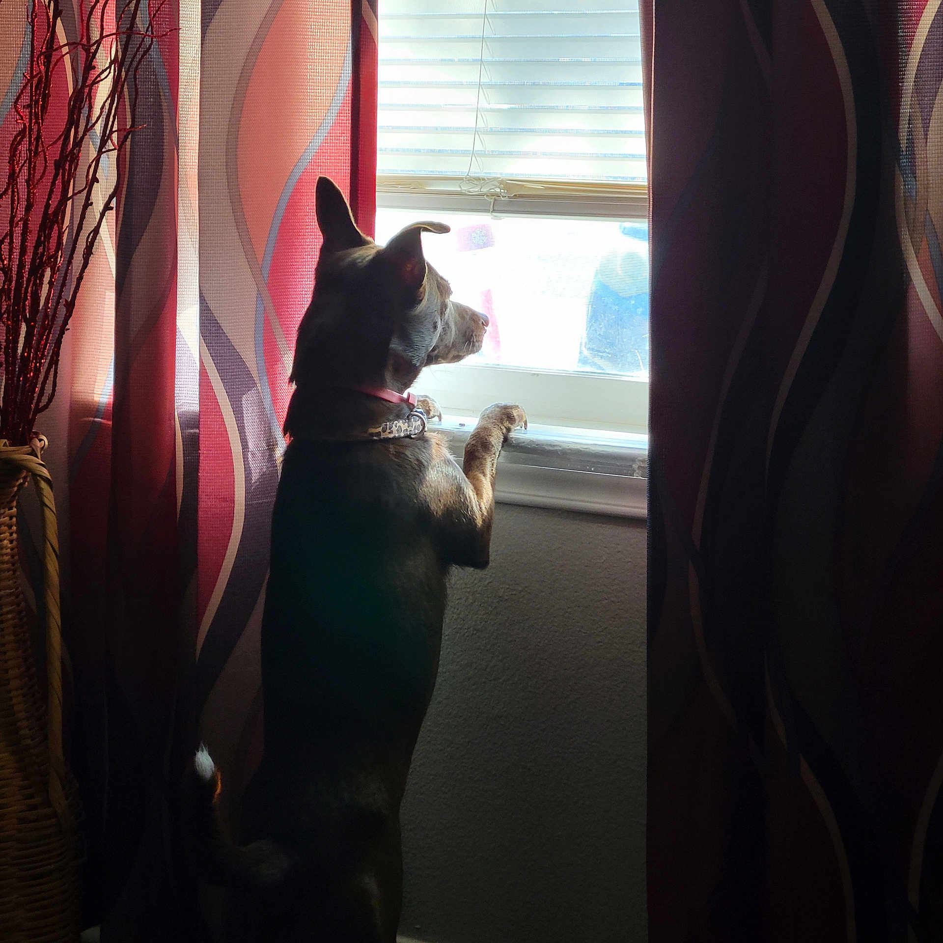 Symba joined the competition — help win amazing prizes! dog, window, curtains, indoor, pet, animal, light, shadow, standing, looking, collar, brown, white, ears, tail, home, furniture, decor, wall, daylight