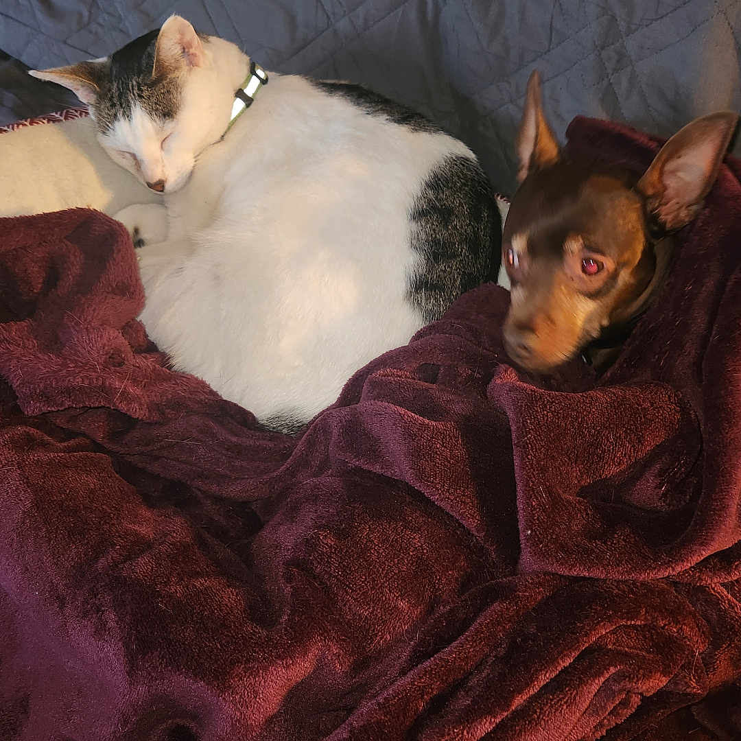 Cassie And Dozer joined the competition — help win amazing prizes! abyssinian, animal, blanket, canine, cat, chihuahua, couch, dog, fashion, furniture, homedecor, hound, laundry, linen, pet, quilt, siamese, terrier, towel, velvet