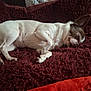 dog, small_dog, white_dog, brown_spot, lying_down, resting, blanket, red_blanket, cozy, indoor, pet, animal, fur, relaxed, sleepy, paw, ears, nose, companion, cute