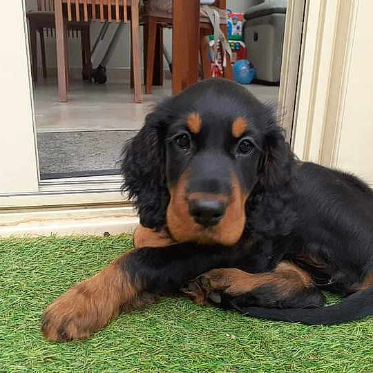 Sibelle