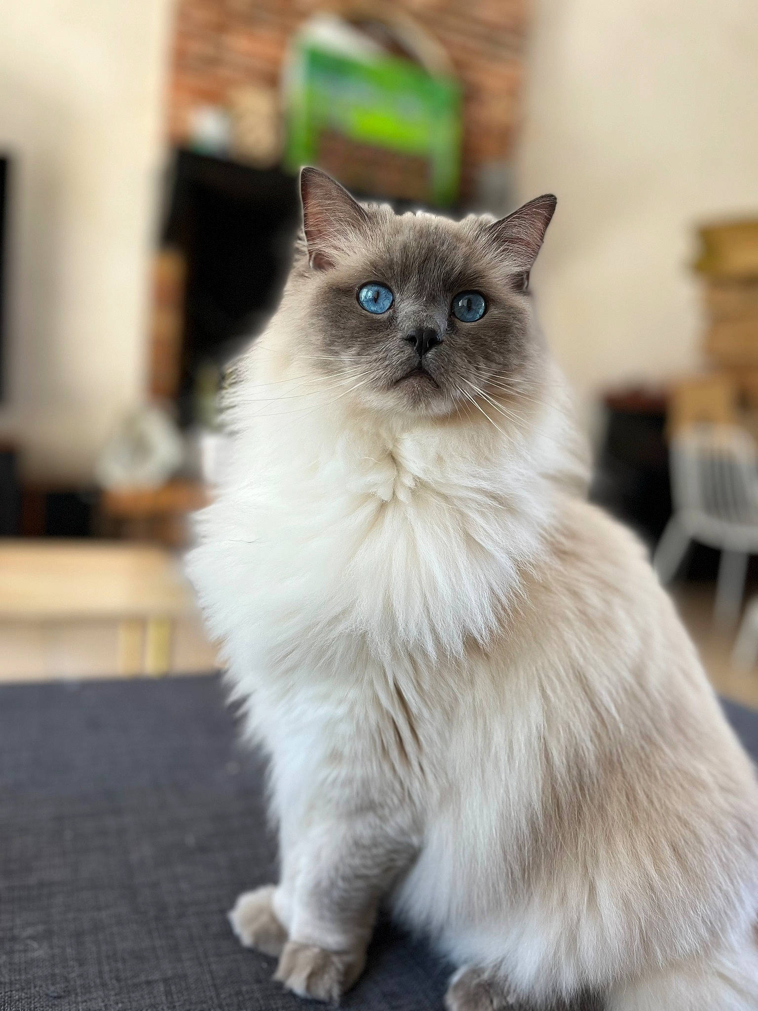 Pompon a rejoint le concours — aidez-le/la à gagner de superbes lots ! balinese, birman, carnivore, cat, electric_blue, fawn, felidae, fur, ragdoll, siamese, sitting, small_to_medium_sized_cats, snout, tail, terrestrial_animal, thai, whiskers