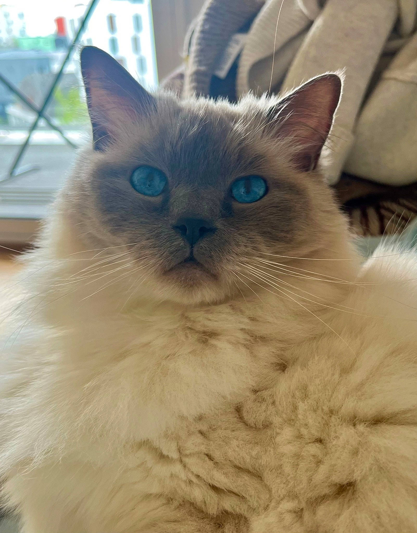 Pompon a rejoint le concours — aidez-le/la à gagner de superbes lots ! balinese, birman, carnivore, cat, comfort, electric_blue, fawn, felidae, fur, iris, ragdoll, selkirk_rex, small_to_medium_sized_cats, snout, terrestrial_animal, thai, tonkinese, whiskers
