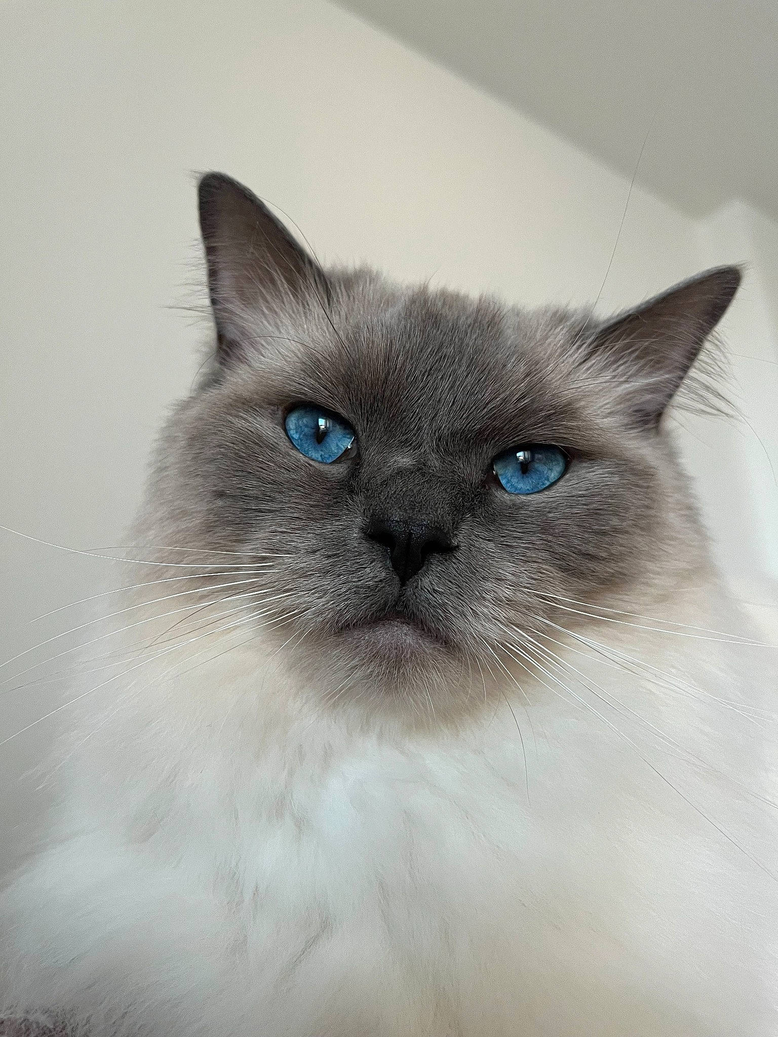 Pompon a rejoint le concours — aidez-le/la à gagner de superbes lots ! balinese, birman, box, carnivore, cat, domestic_short_haired_cat, electric_blue, eye, fawn, felidae, fur, paper_product, ragdoll, siamese, small_to_medium_sized_cats, snout, terrestrial_animal, thai, whiskers