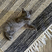 Lulu is registered to the contest to win money with this photo: animal, black_and_white, cat, curious, cute, feline, floor, fringe, gray_cat, indoor, kitten, lying_down, pet, relaxed, rug, small_cat, texture, wide_eyes, wooden_floor, woven_rug