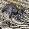 Lulu is registered to the contest to win money with this photo: animal, cat, cute, ears, floor, fur, gray_fur, green_eyes, indoor, kitten, licking, lying_down, paw, pet, playful, relaxed, rug, small, texture, whiskers
