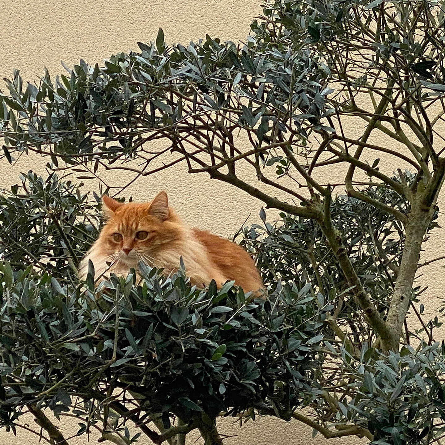 Simba participe au concours pour gagner de l'argent avec cette photo : alert, animal, background_wall, branches, calm, cat, daytime, domestic_animal, feline, fluffy, greenery, leaves, nature, orange_cat, outdoor, perched, pet, plant, tree, wildlife