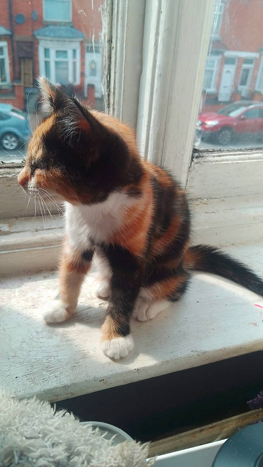 Kali is registered to the contest to win money with this photo: asphalt, building, car, carnivore, cat, claw, domestic_short_haired_cat, fawn, felidae, fur, paw, road, road_surface, small_to_medium_sized_cats, snout, tail, wheel, whiskers, window, windshield