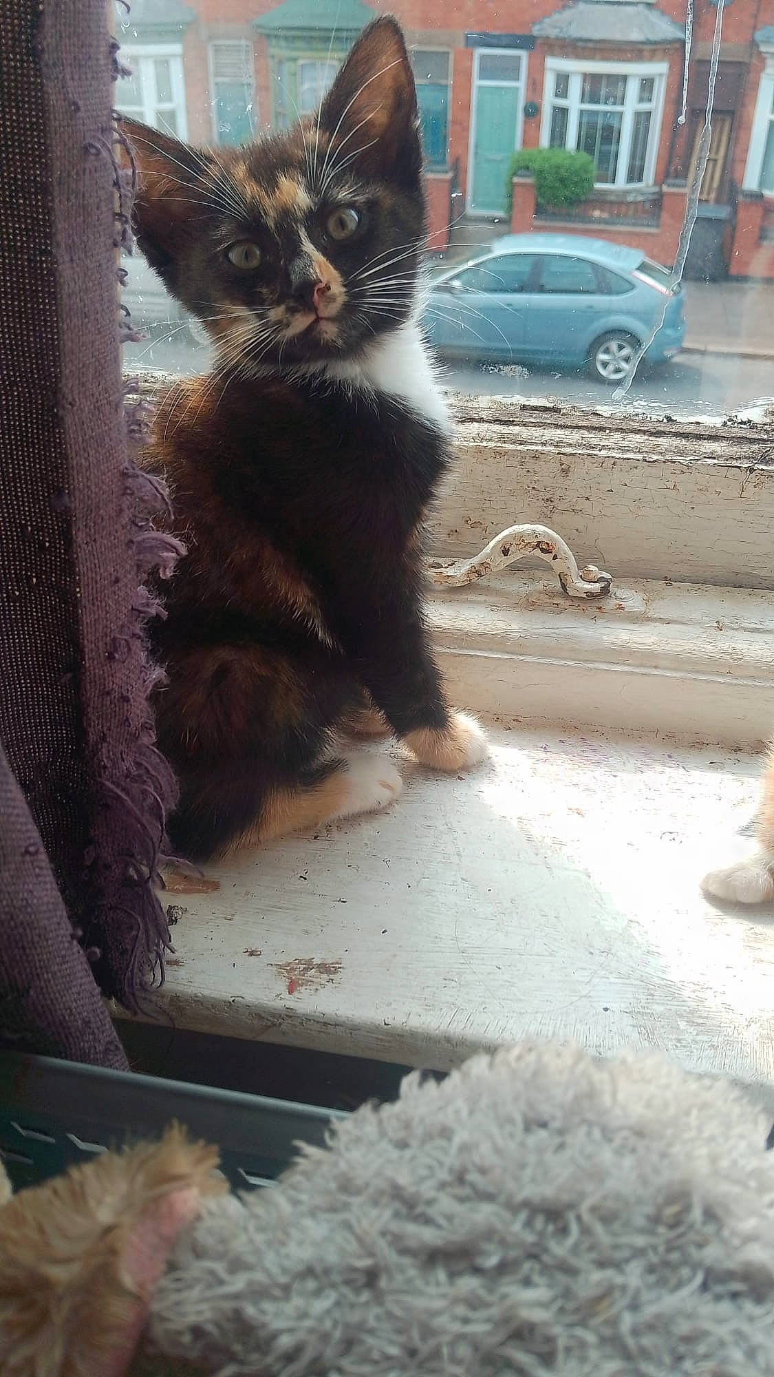 Kali is registered to the contest to win money with this photo: black_cat, car, carnivore, cat, claw, domestic_short_haired_cat, fawn, felidae, flooring, fur, glass, paw, road_surface, small_to_medium_sized_cats, tail, tire, vehicle_registration_plate, wheel, whiskers, window