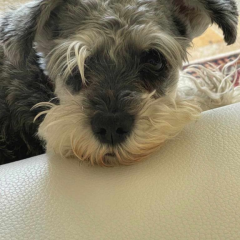 Cookie