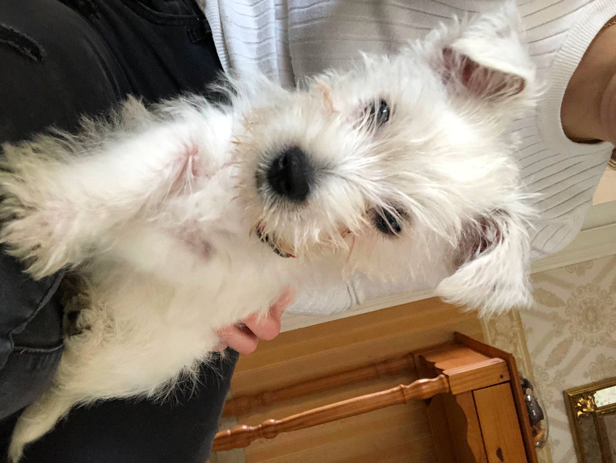 Milky a rejoint le concours — aidez-le/la à gagner de superbes lots ! canidae, carnivore, collar, companion_dog, dog, dog_breed, dog_collar, eyewear, fawn, fur, maltepoo, non_sporting_group, paw, small_terrier, snout, sporting_group, terrier, toy_dog, working_animal