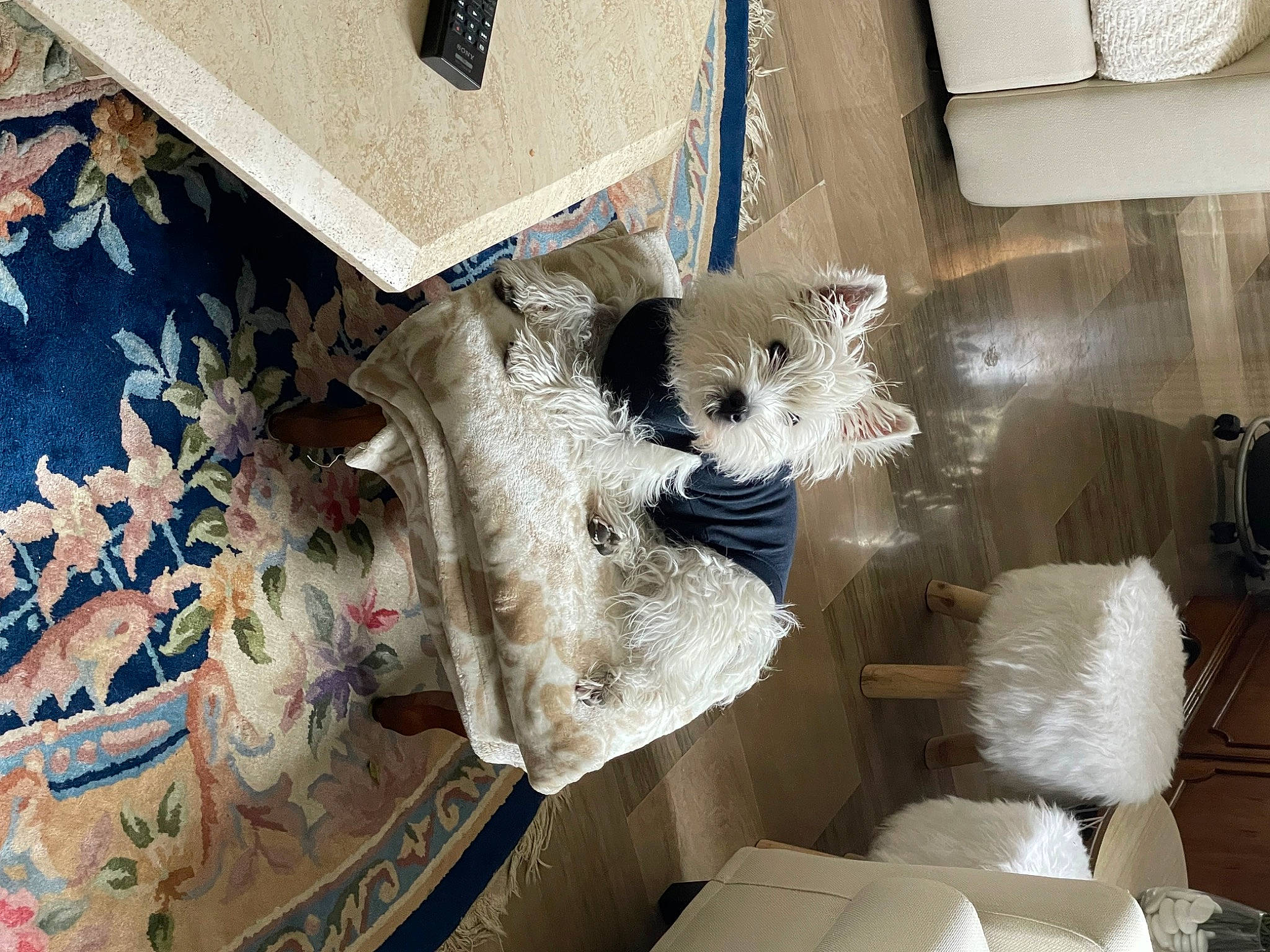 Milky participe au concours pour gagner de l'argent avec cette photo : art, carmine, flooring, fur, house, linens, mammal, paper, pattern, plush, room, space, stuffed_toy, toy, visual_arts, whiskers, window, wood, wool, world