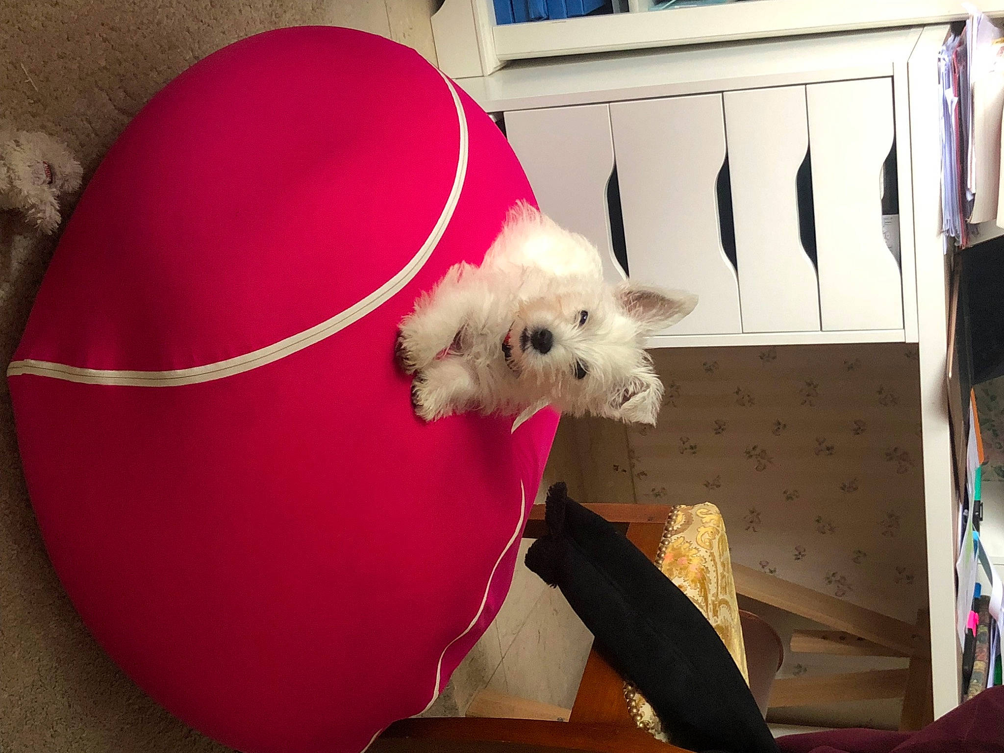 Milky participe au concours pour gagner de l'argent avec cette photo : canidae, carnivore, companion_dog, couch, dog, dog_breed, dog_supply, fawn, fur, linens, magenta, pink, room, sporting_group, stuffed_toy, suidae, teddy_bear, toy, toy_dog, window