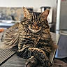 Radjah a rejoint le concours — aidez-le/la à gagner de superbes lots ! cat, tabby, fluffy, paws, crossed_paws, lounging, indoor, countertop, green_eyes, fur, portrait, pet, animal, relaxed, close_up, focused, home, feline, domestic_cat, cute