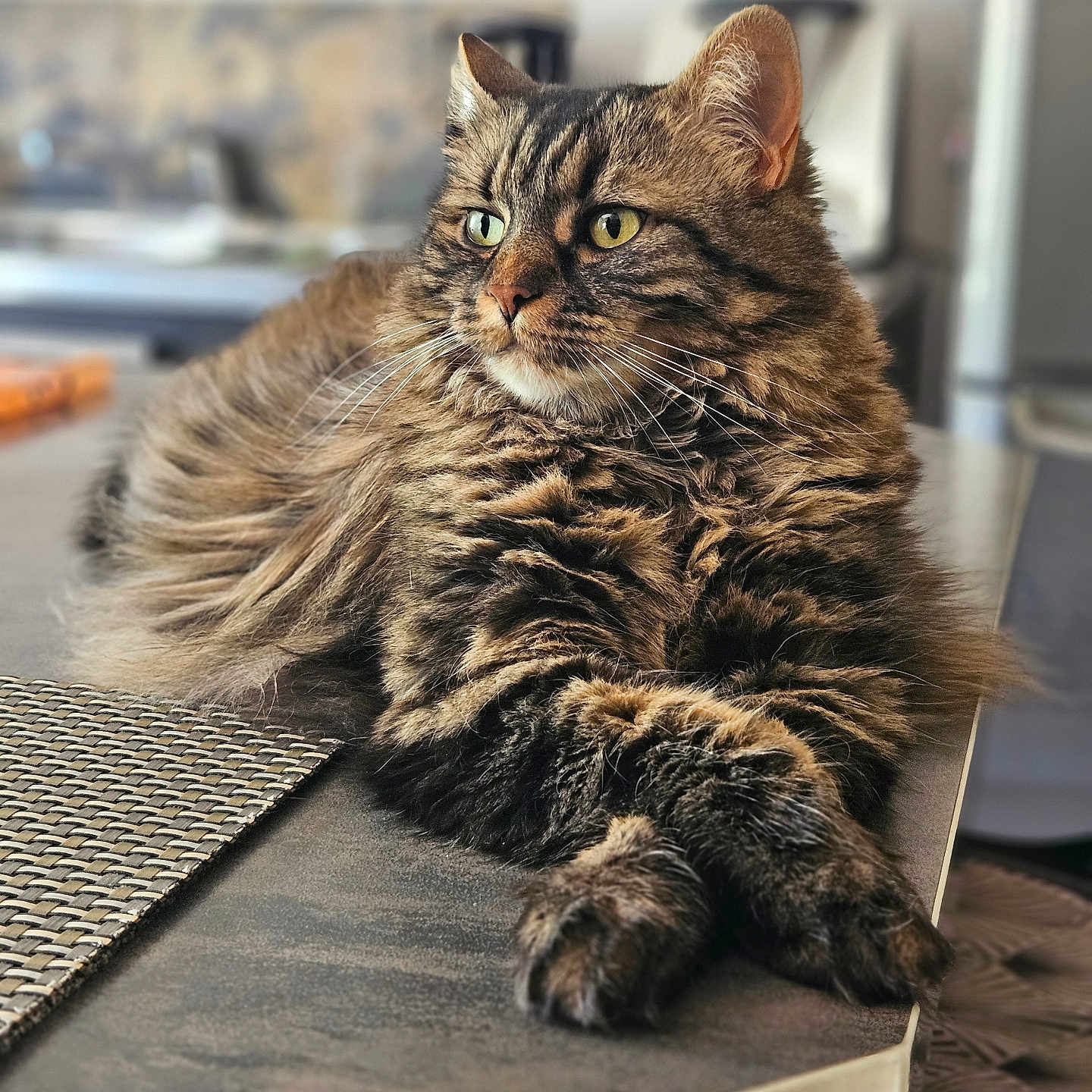 Radjah participe au concours pour gagner de l'argent avec cette photo : cat, tabby_cat, fluffy_fur, pet, indoor, table, crossed_paws, relaxed, portrait, animal, domestic_cat, feline, whiskers, closeup, looking_away, household, cozy, fur_texture, resting, domestic_animal