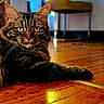 Radjah a rejoint le concours — aidez-le/la à gagner de superbes lots ! cat, tabby, indoor, wooden_floor, feline, pet, animal, relaxed, close_up, whiskers, ears, eyes, fur, laying_down, household, chair, blurred_background, domestic, mammal, calm