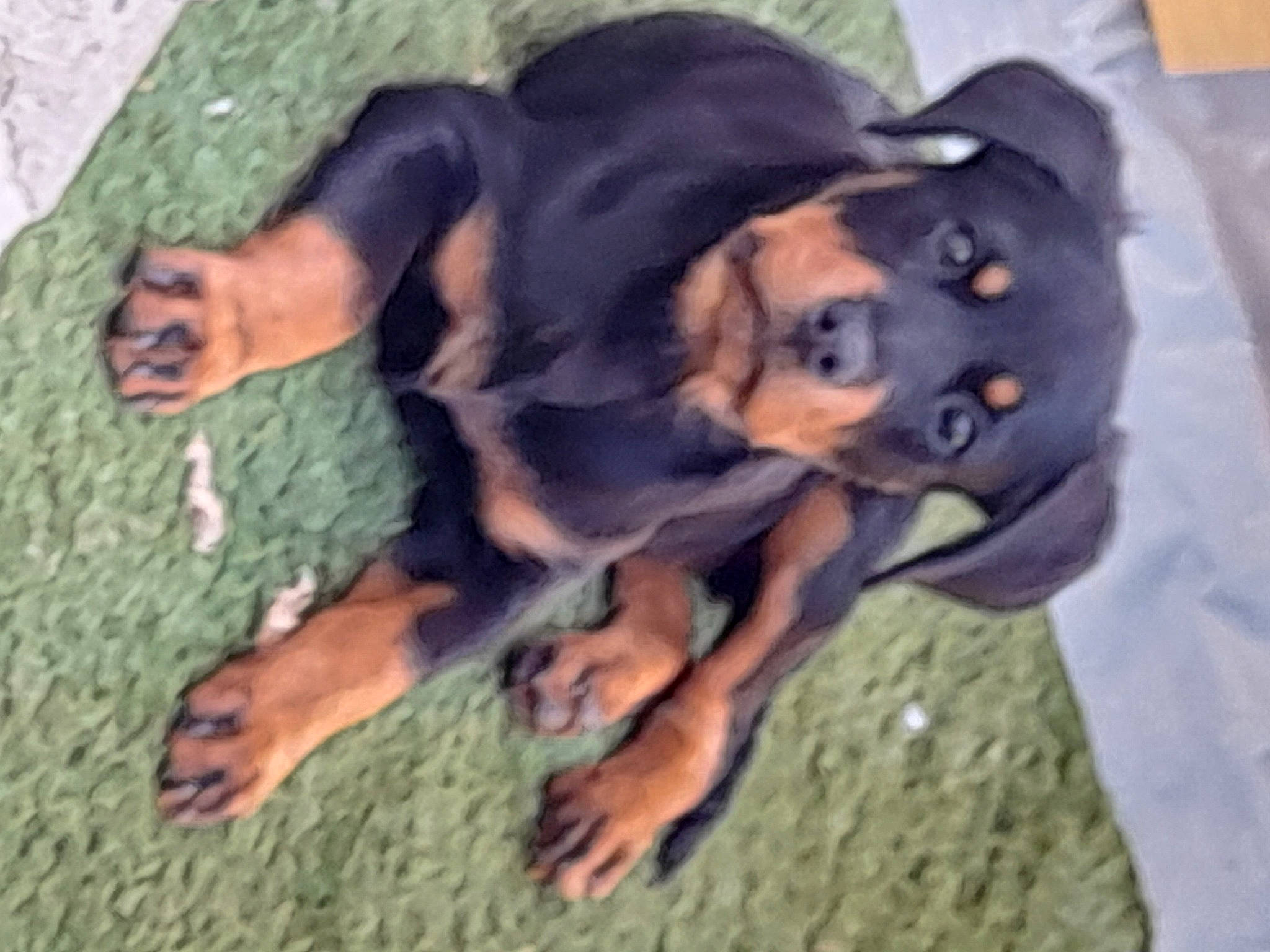 Xena a rejoint le concours — aidez-le/la à gagner de superbes lots ! canidae, carnivore, comfort, companion_dog, dog, dog_breed, dog_supply, fawn, guard_dog, hound, hunting_dog, paw, pinscher, puppy, snout, sporting_group, tail, toy_dog, working_animal, working_dog