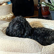 Bella joined the competition — help win amazing prizes! dog, pet_bed, black_dog, fluffy, indoor, cozy, plush, plant, pot, home_interior, floor, furniture, relaxing, animal, cute, resting, stuffed_animal, decor, texture, comfort
