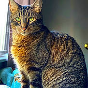 Solo joined the competition — help win amazing prizes! cat, tabby, green_eyes, fur, sitting, indoor, blanket, window, sunlight, soft_light, pet, animal, whiskers, ears, tail, striped, cozy, feline, portrait, close_up