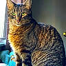 cat, tabby, green_eyes, fur, sitting, indoor, blanket, window, sunlight, soft_light, pet, animal, whiskers, ears, tail, striped, cozy, feline, portrait, close_up