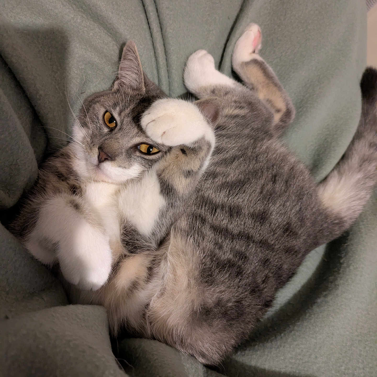 Cacahuète participe au concours pour gagner de l'argent avec cette photo : abyssinian, animal, armchair, blanket, cat, chair, couch, furniture, kitten, manx, person, pet, siamese, sleeping