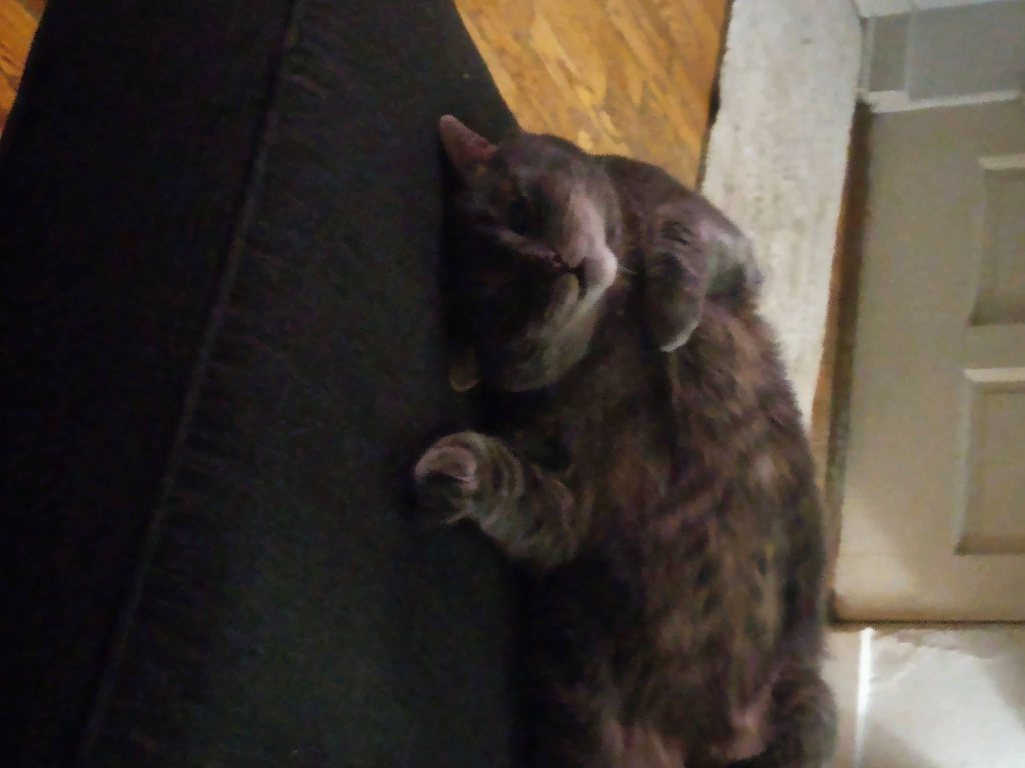 Gabriel joined the competition — help win amazing prizes! black_cat, carnivore, cat, claw, comfort, domestic_short_haired_cat, felidae, flooring, fur, grey, hardwood, paw, small_to_medium_sized_cats, tail, terrestrial_animal, whiskers, window, wood